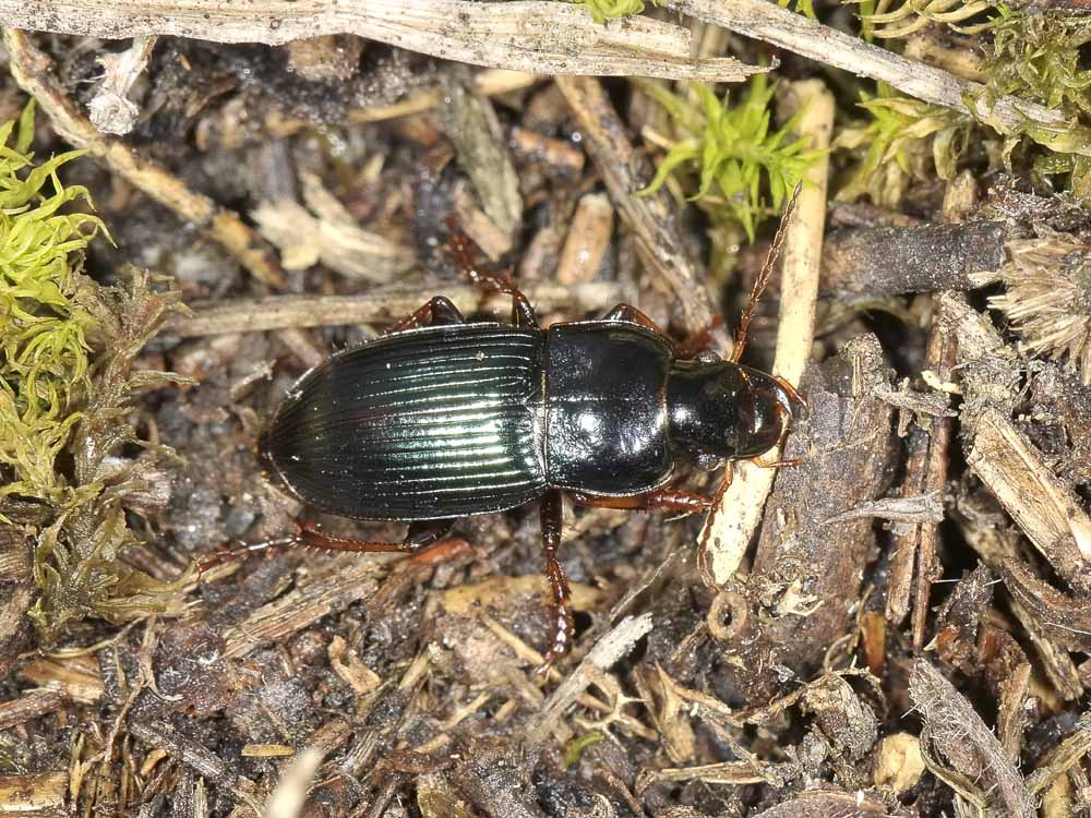 Harpalus rubripes